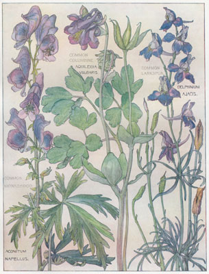 Common Monkshood, Common Columbine, Common Larkspur